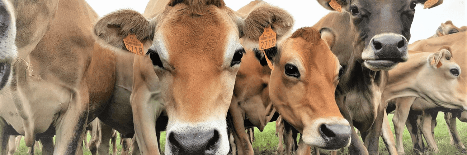 Bannière de FERME DES CHAMPS FLEURIS
