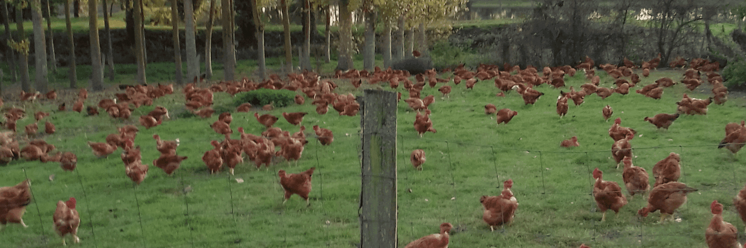 Bannière de Millasseau Virginie