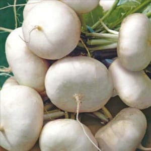 Navet blanc