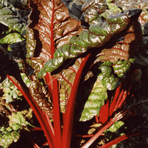 Plant de blette rouge