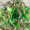 Batavia Grenobloise Rouge