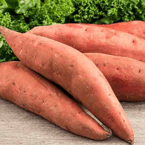 Plant de Patate douce "Beauregard"