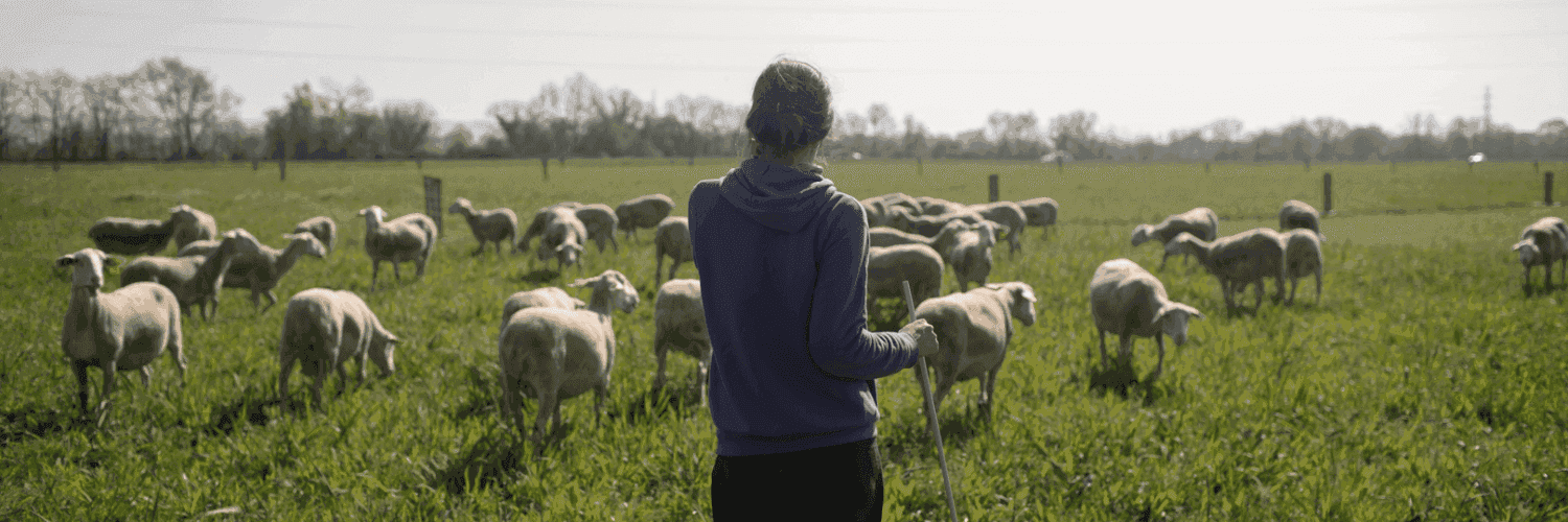 Bannière de ENVIES DE BREBIS