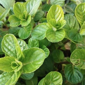 Plant de vivace Menthe Bergamote