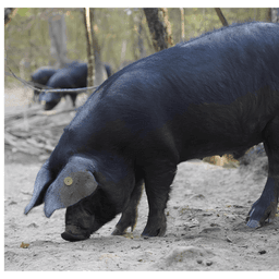 Logo de Le Noir du Picou - Montaudran