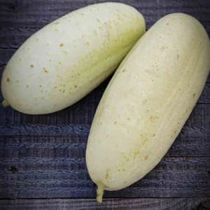 Plant de concombre Blanc long parisien