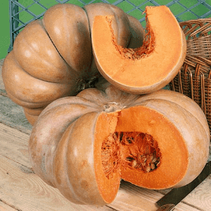 Plant de courge Muscade