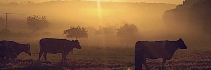 Bannière de Douceur de lait