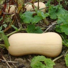 Courge Butternut