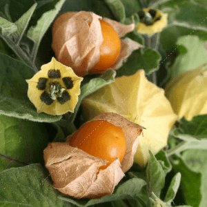 Plant de physalis Prune des Incas