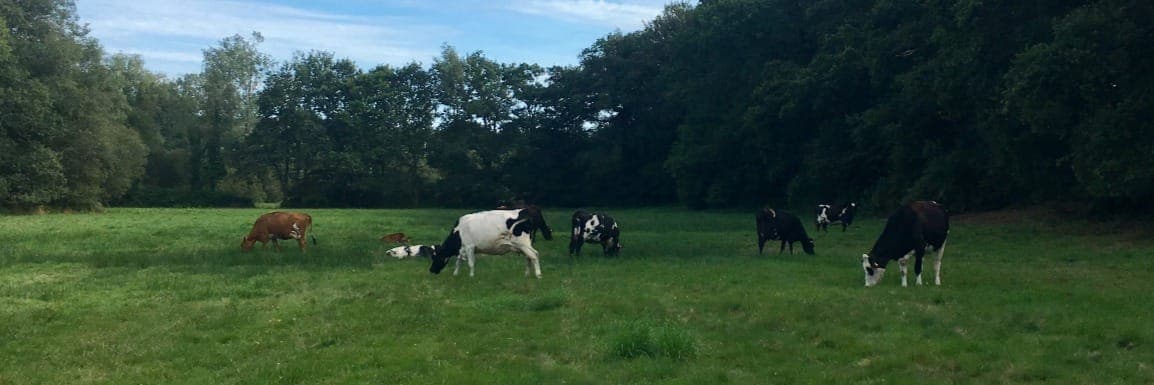 Bannière de BOUDIG' LAEZH "La Ferme aux 10 Vaches"