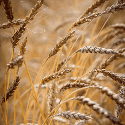 Logo de Les Bios du coin - Valleroy-le-sec (88)