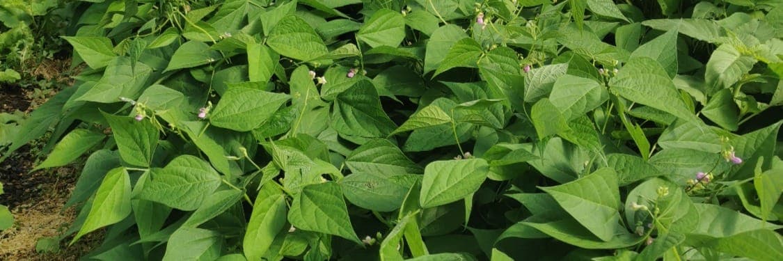 Bannière de Le jardin des Libellules