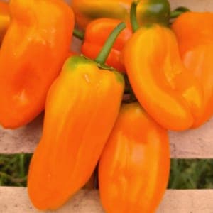 Petits Poivrons oranges "Flynn"