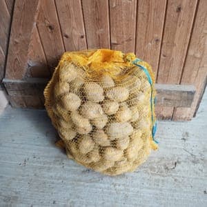 Pomme de terre Agria