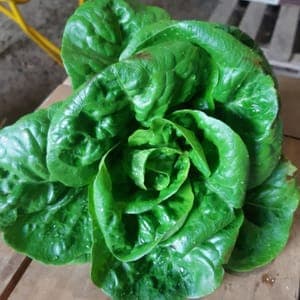 Salade Sucrine