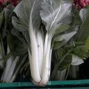 Blette Pied - pied d'environ 0.6-0.7 kg