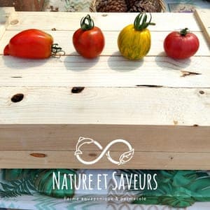 Tomates moyennes en mélange – chair ferme & saveurs de saison