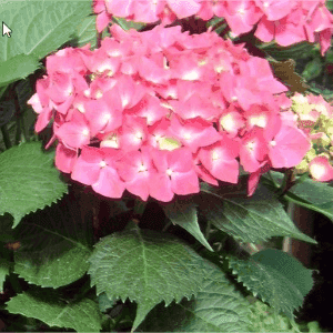 Hortensias Macrofila Fleurs classiques