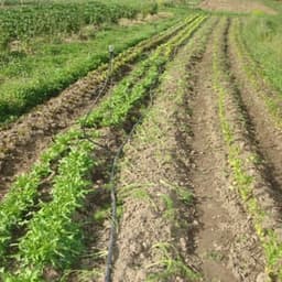 Patricia Simonin Patricia Simonin #4