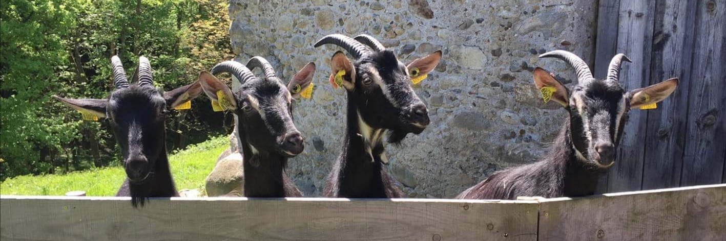 Bannière de La ferme qui rend chèvre !