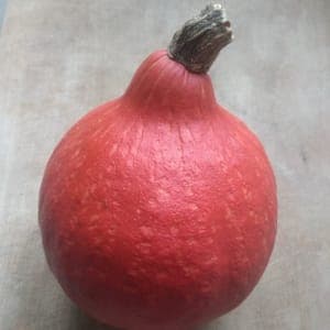 Potimarron moyen