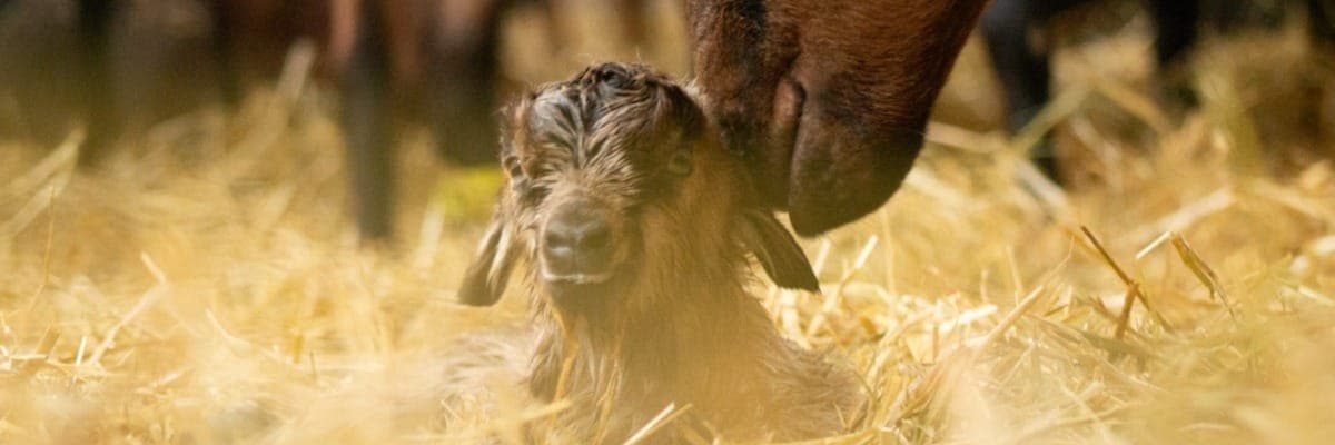 Bannière de La Chevrerie des Farfadets