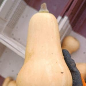 Butternut
