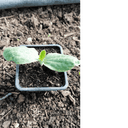 Plant courgette jaune