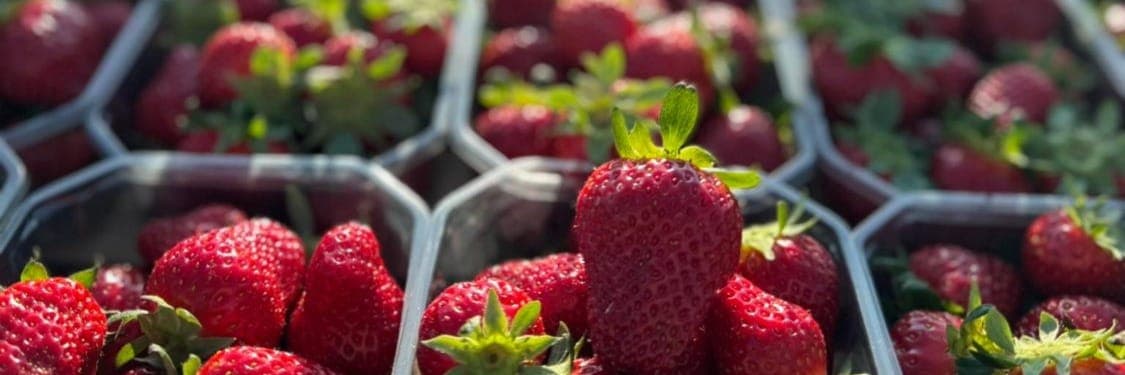 Bannière de FERME DU CERISIER