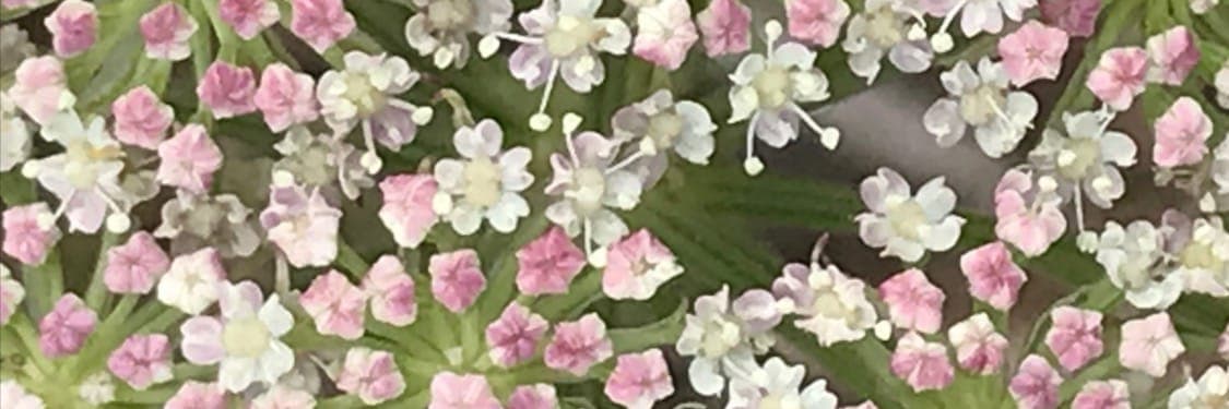 Bannière de Sacrées Plantes