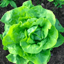 Laitue