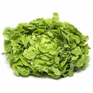 Laitue Feuille de chêne verte