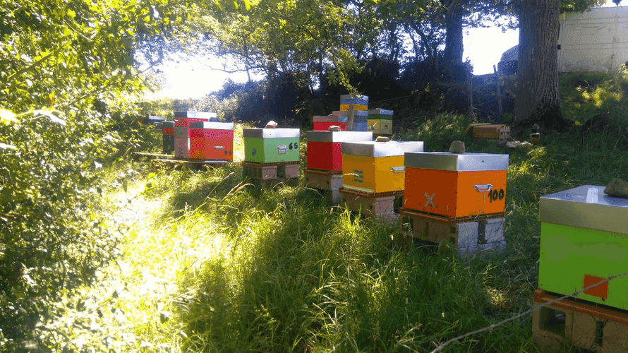 Bannière de La Ferme du Chat qui Danse
