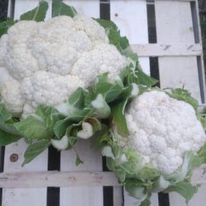 Chou fleur