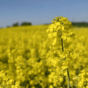 --->   PROMO - Huile de colza Bio