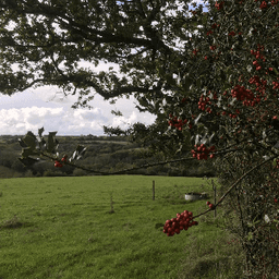 GAEC Éleveurs Cueilleurs GAEC Éleveurs Cueilleurs #4