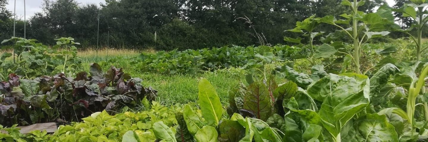 Bannière de Les légumes du Moulinet
