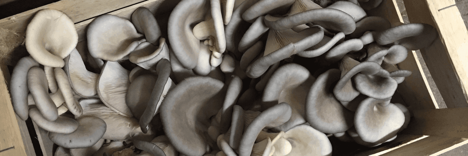 Bannière de Ferme du Pont de Cheneau