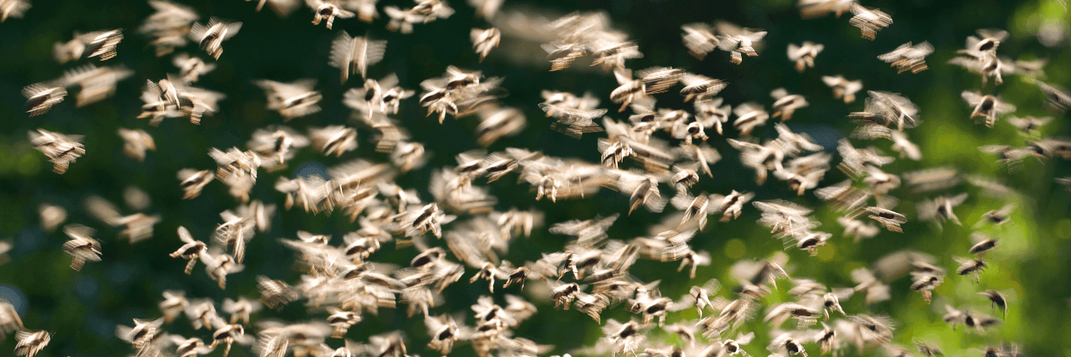 Bannière de La cité de l'abeille