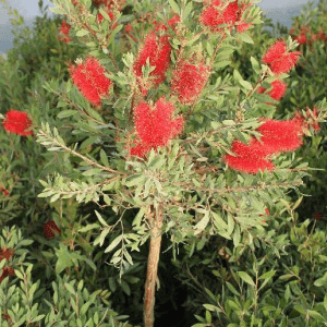 Callistemon