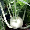 Chou "apéro" (choux rave)