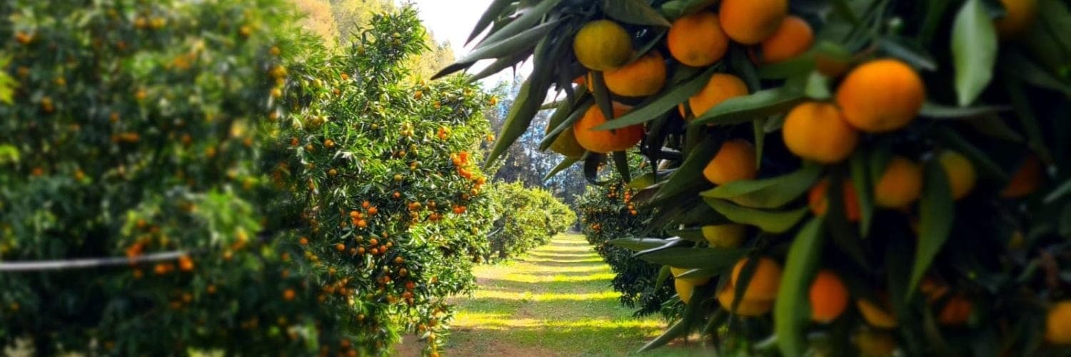 Bannière de Les vergers de bravone