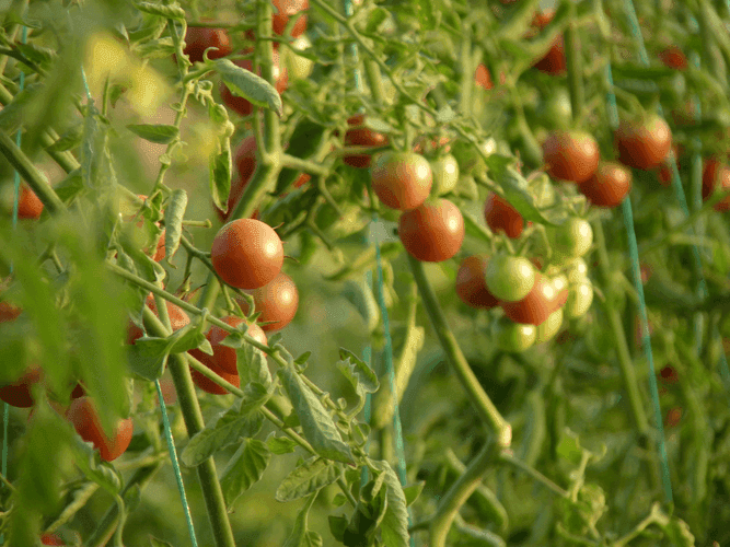 Bannière de GAEC Ferme Laporte