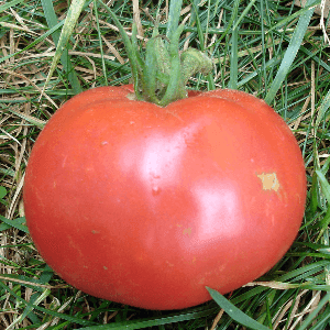 Plant de tomate Rose de Berne