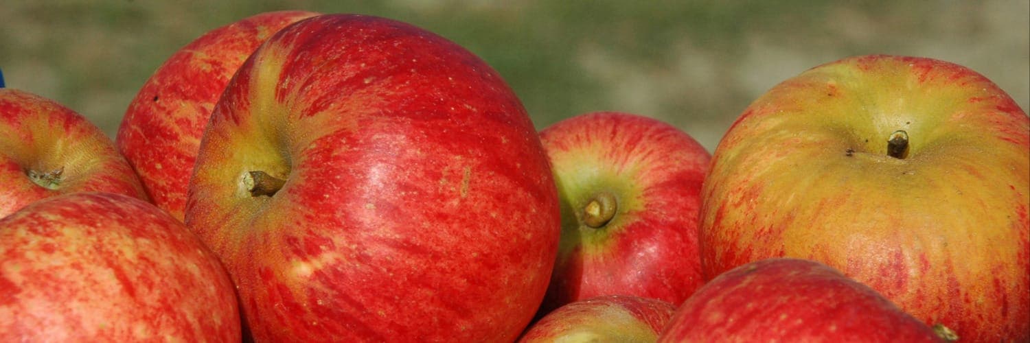 Bannière de Goûts d'Fruits