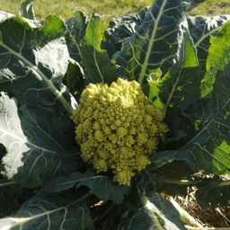 Les Terres de Maia Les Terres de Maia #2