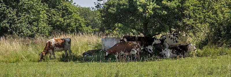 Bannière de fromagerie Ty Yann