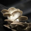 Pleurote - poche 500g