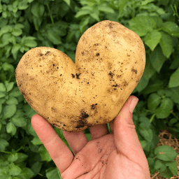 Ferme CHAMP LIBRE Ferme CHAMP LIBRE #4